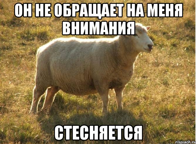 Он не обращает на меня внимания Стесняется