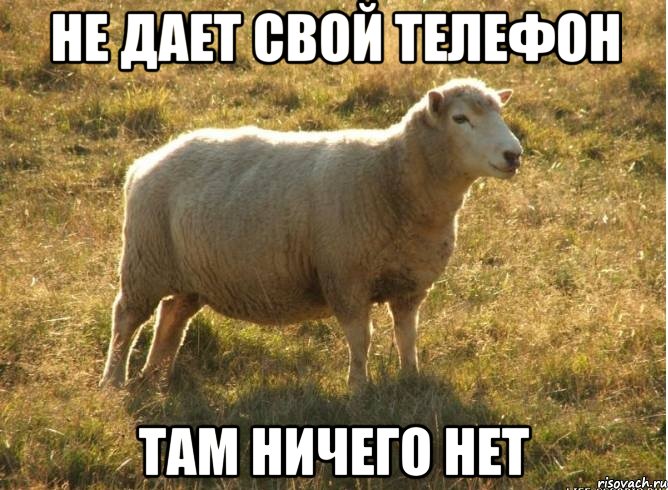 не дает свой телефон там ничего нет, Мем Типичная овца