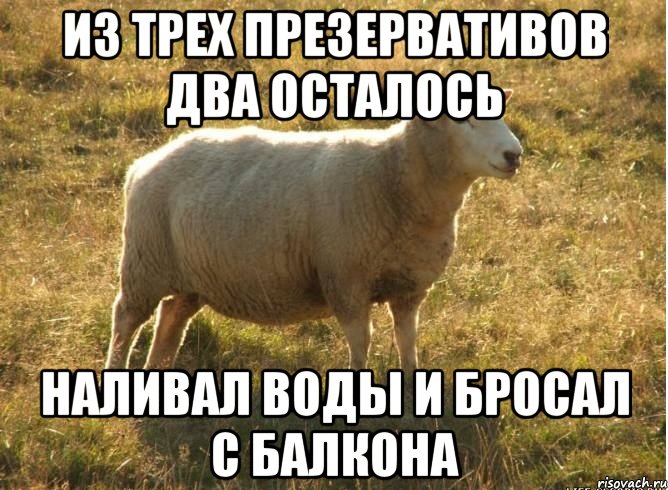 из трех презервативов два осталось наливал воды и бросал с балкона, Мем Типичная овца