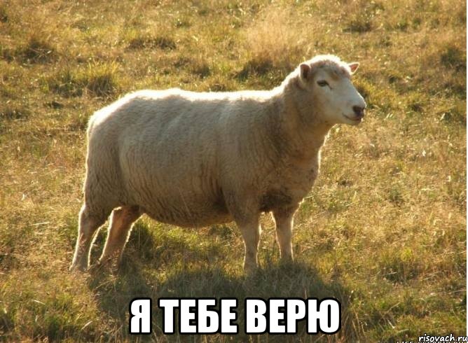  я тебе верю