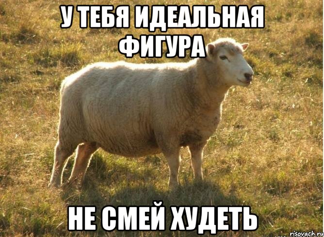 У тебя идеальная фигура Не смей худеть, Мем Типичная овца