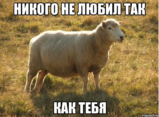 Никого не любил так как тебя, Мем Типичная овца