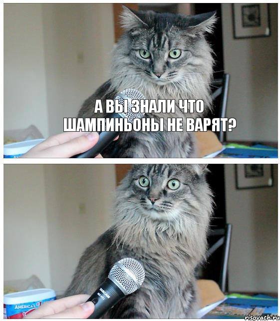 А вы знали что шампиньоны не варят? , Комикс  кот с микрофоном