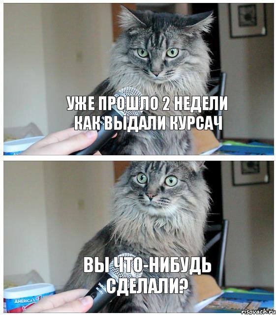 Уже прошло 2 недели как выдали курсач вы что-нибудь сделали?, Комикс  кот с микрофоном