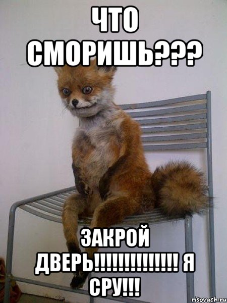 Что сморишь??? Закрой дверь!!!!!!!!!!!!!! Я сру!!!, Мем Упоротая лиса