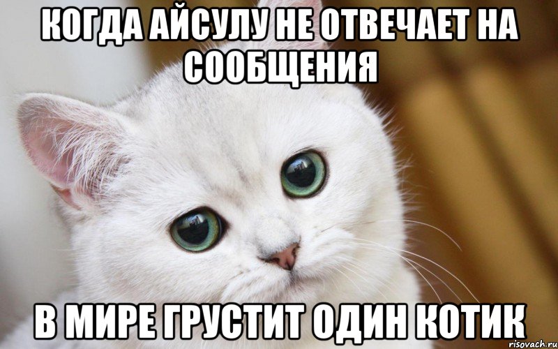 когда Айсулу не отвечает на сообщения в мире грустит один котик, Мем  В мире грустит один котик