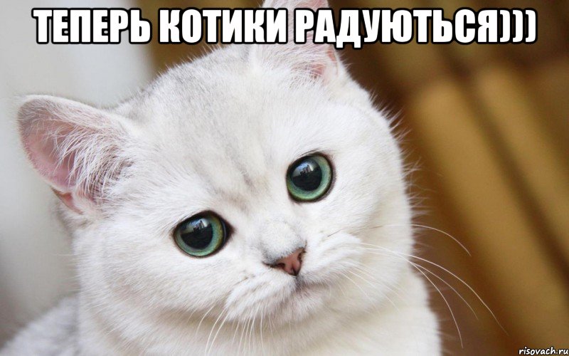 теперь котики радуються))) 