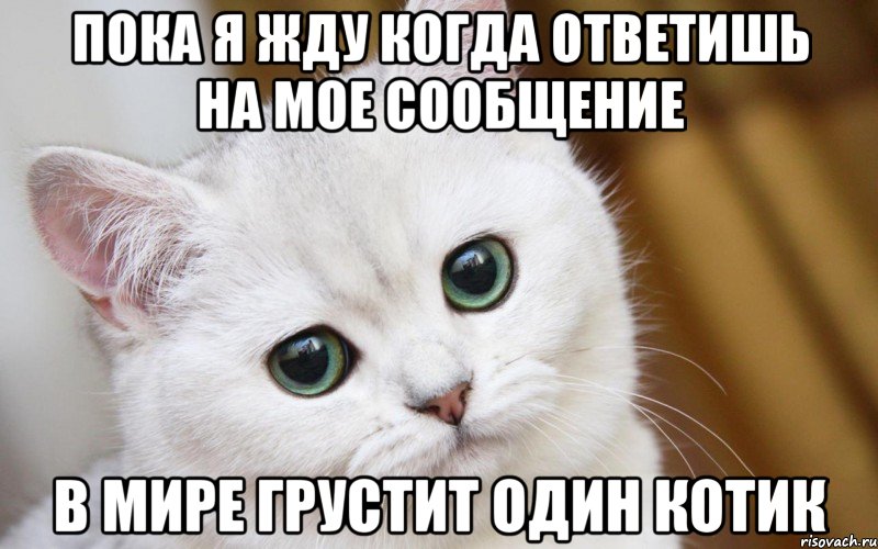 Пока я жду когда ответишь на мое сообщение В мире грустит один котик, Мем  В мире грустит один котик