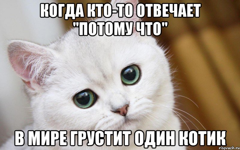 Когда кто-то отвечает "потому что" в мире грустит один котик, Мем  В мире грустит один котик