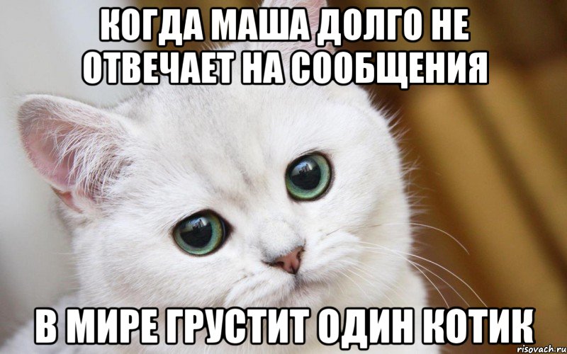 когда маша долго не отвечает на сообщения в мире грустит один котик, Мем  В мире грустит один котик