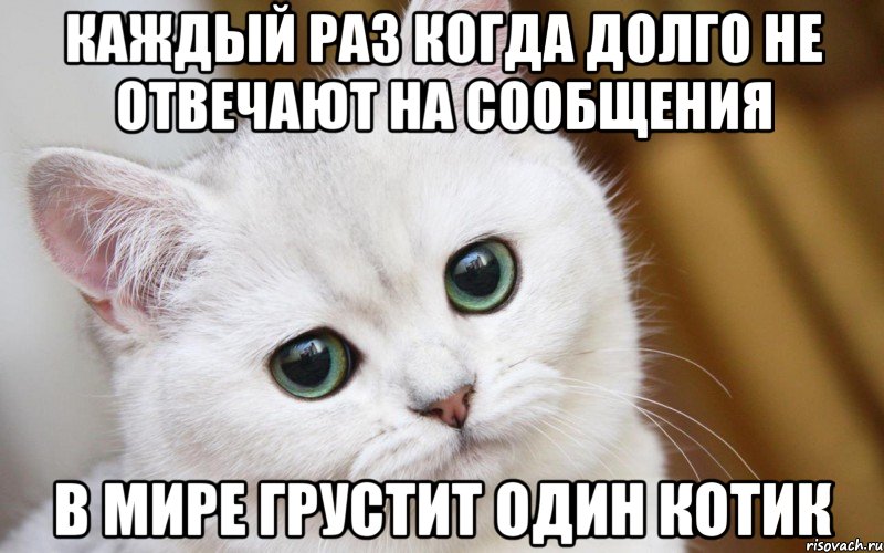 каждый раз когда долго не отвечают на сообщения в мире грустит один котик, Мем  В мире грустит один котик