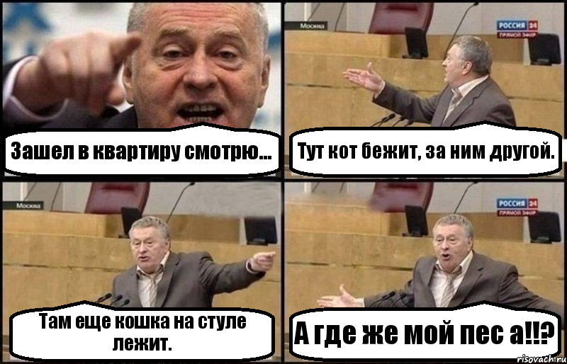 Зашел в квартиру смотрю... Тут кот бежит, за ним другой. Там еще кошка на стуле лежит. А где же мой пес а!!?, Комикс Жириновский