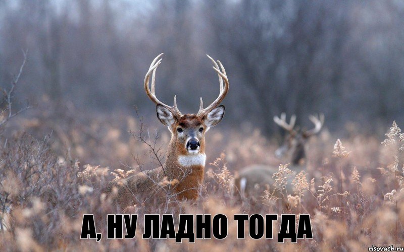 А, ну ладно тогда, Мем   Наивный олень