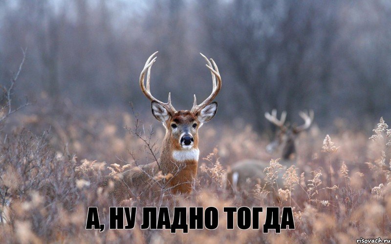 А, ну ладно тогда, Мем   Наивный олень