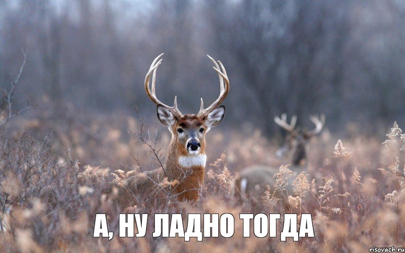 А, ну ладно тогда, Мем   Наивный олень