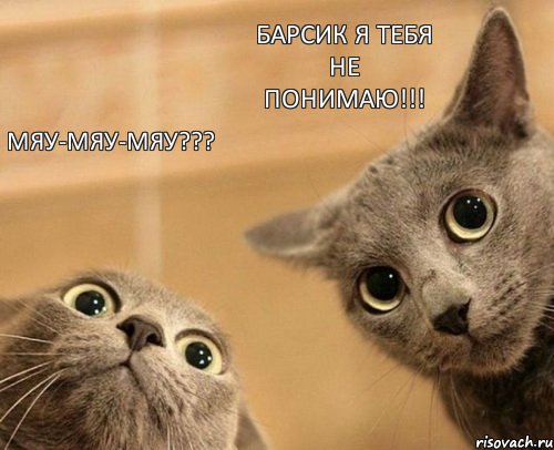 Мяу-мяу-мяу??? Барсик я тебя не понимаю!!!, Комикс  2 кота