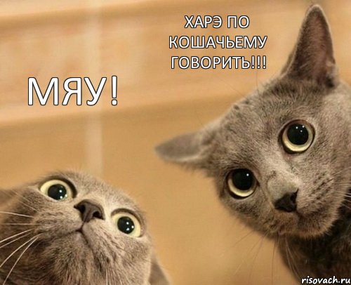 МЯУ! Харэ по кошачьему говорить!!!