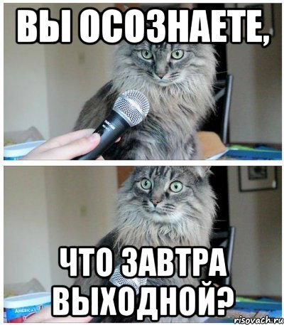 Вы осознаете, что завтра выходной?, Комикс  кот с микрофоном