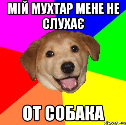 мій мухтар мене не слухає от собака, Мем Advice Dog