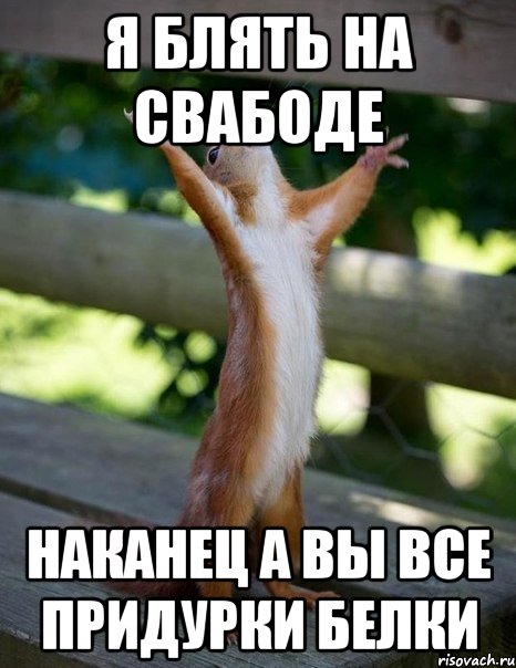 я блять на свабоде наканец а вы все придурки белки, Мем    белка молится