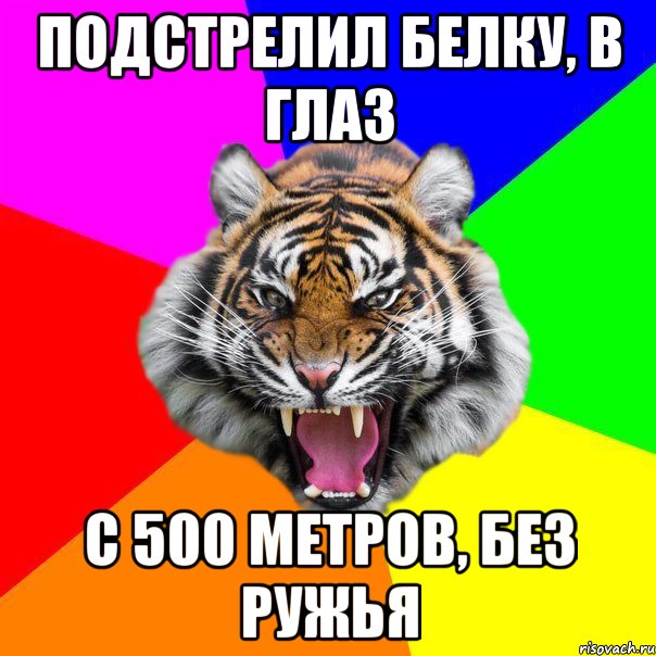 Подстрелил белку, в глаз С 500 метров, без ружья, Мем  ДЕРЗКИЙ ТИГР