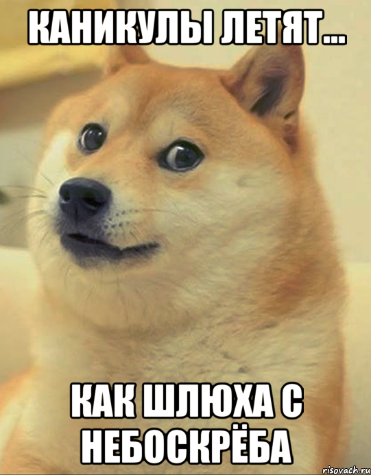 каникулы летят... как шлюха с небоскрёба, Мем doge woof