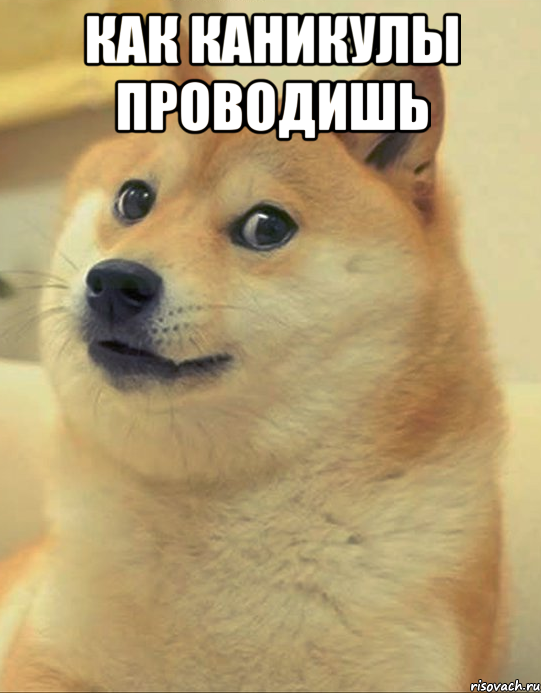 как каникулы проводишь , Мем doge woof