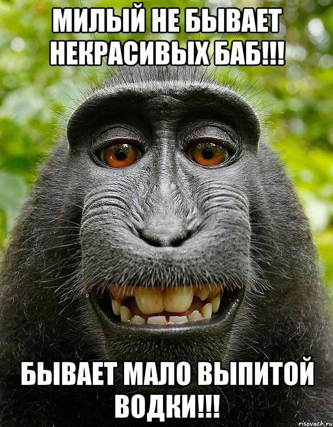 МИЛЫЙ НЕ БЫВАЕТ НЕКРАСИВЫХ БАБ!!! БЫВАЕТ МАЛО ВЫПИТОЙ ВОДКИ!!!, Мем  Довольная обезьяна