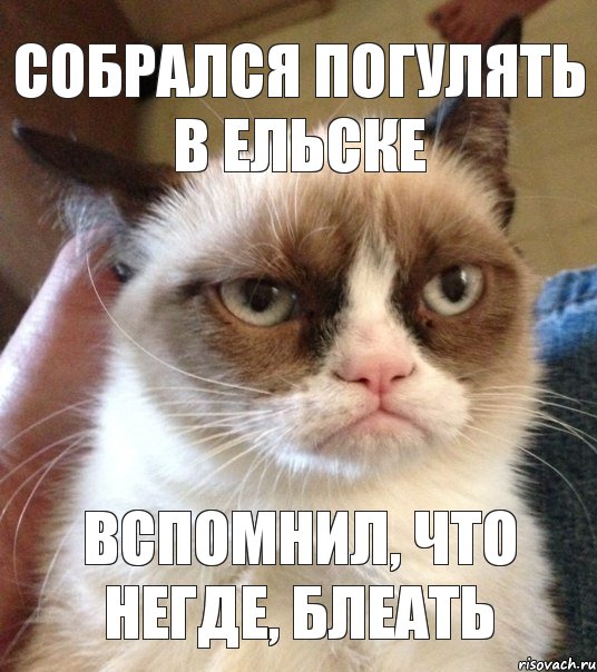 собрался погулять в ельске вспомнил, что негде, блеать, Мем Грустный (сварливый) кот