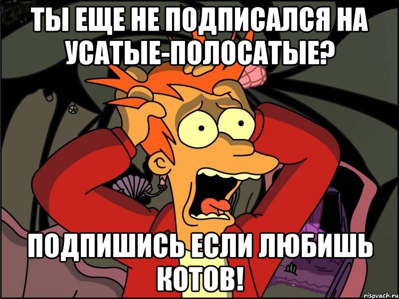 Ты еще не подписался на Усатые-Полосатые? Подпишись если любишь котов!, Мем Фрай в панике