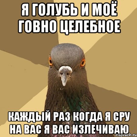 я голубь и моё говно целебное каждый раз когда я сру на вас я вас излечиваю, Мем голубь