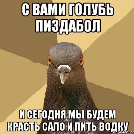 С вами голубь пиздабол И сегодня мы будем красть сало и пить водку, Мем голубь