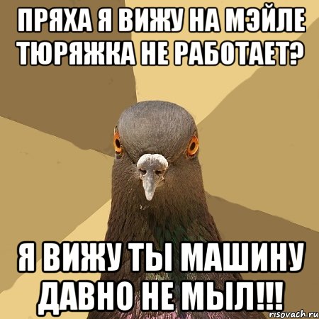 ПРЯХА Я ВИЖУ НА МЭЙЛЕ ТЮРЯЖКА НЕ РАБОТАЕТ? Я ВИЖУ ТЫ МАШИНУ ДАВНО НЕ МЫЛ!!!, Мем голубь