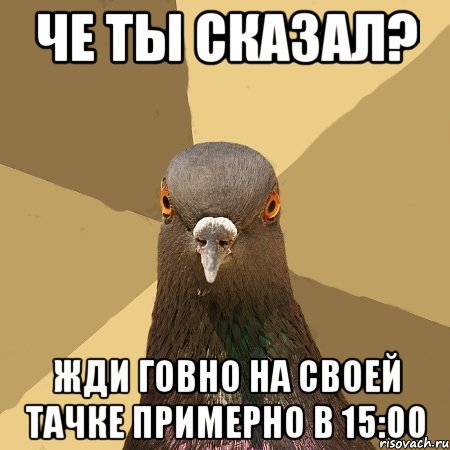 че ты сказал? жди говно на своей тачке примерно в 15:00, Мем голубь