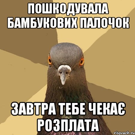 пошкодувала бамбукових палочок завтра тебе чекає розплата, Мем голубь