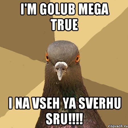 i'm golub mega true i na vseh ya sverhu sru!!!!, Мем голубь