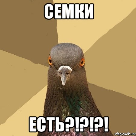 семки есть?!?!?!, Мем голубь