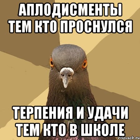 АПЛОДИСМЕНТЫ ТЕМ КТО ПРОСНУЛСЯ ТЕРПЕНИЯ И УДАЧИ ТЕМ КТО В ШКОЛЕ, Мем голубь