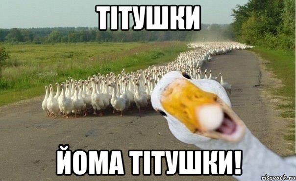 тітушки йома тітушки!, Мем гуси