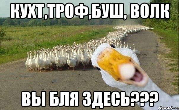 КУХТ,ТРОФ,БУШ, ВОЛК ВЫ БЛЯ ЗДЕСЬ???, Мем гуси