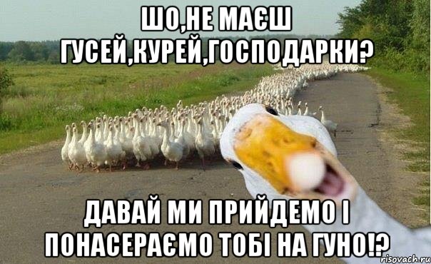 ШО,НЕ МАЄШ ГУСЕЙ,КУРЕЙ,ГОСПОДАРКИ? ДАВАЙ МИ ПРИЙДЕМО І ПОНАСЕРАЄМО ТОБІ НА ГУНО!?, Мем гуси