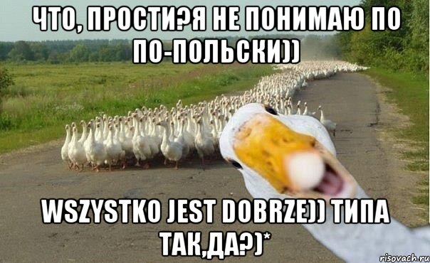 Что, прости?я не понимаю по по-польски)) Wszystko jest dobrze)) типа так,да?)*, Мем гуси