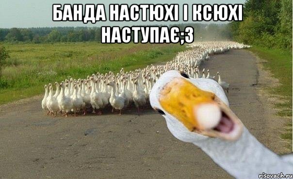 Банда настюхі і ксюхі наступає;3 , Мем гуси