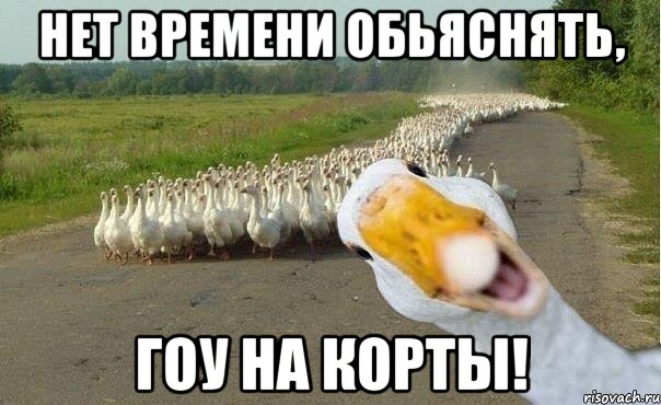 Нет времени обьяснять, гоу на корты!, Мем гуси