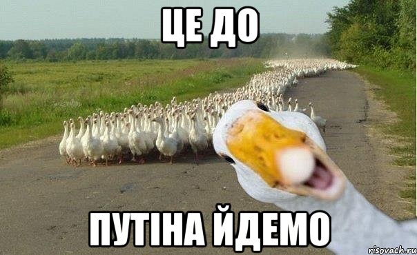 це до путіна йдемо, Мем гуси