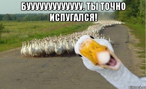 бууууууууууууу. Ты точно испугался! , Мем гуси