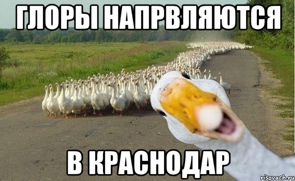 Глоры напрвляются в Краснодар, Мем гуси