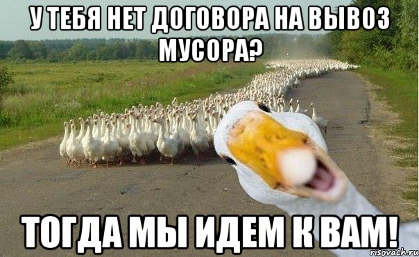 у тебя нет договора на вывоз мусора? тогда мы идем к вам!, Мем гуси