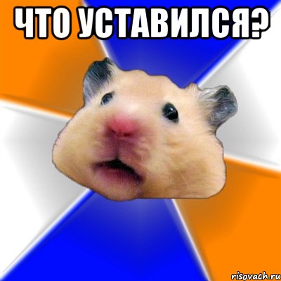 Что уставился? , Мем Хомяк