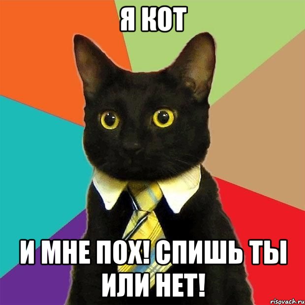 я кот и мне пох! спишь ты или нет!, Мем  Кошечка